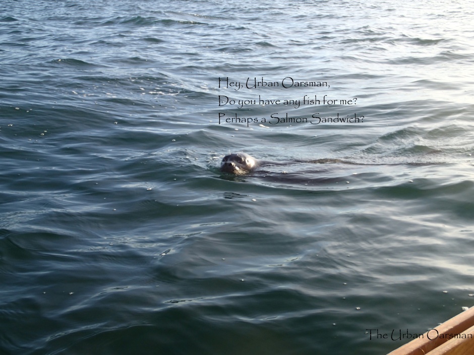 Trained Seal following me
